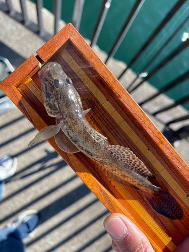 マハゼの釣果