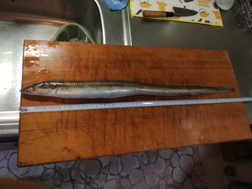 アナゴの釣果