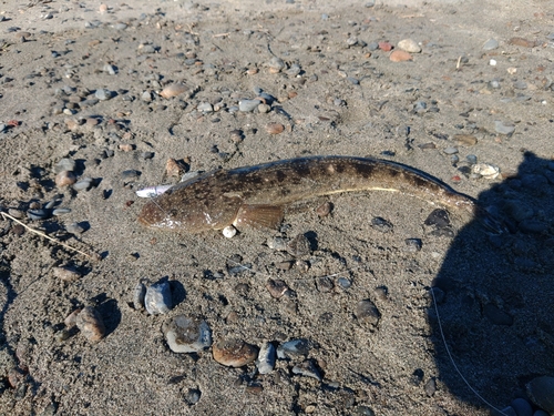 マゴチの釣果