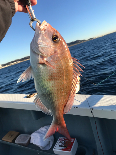 マダイの釣果