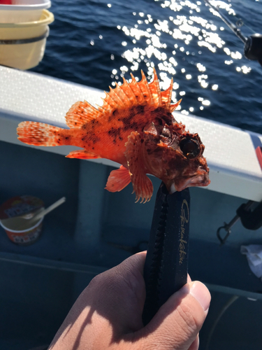 イズカサゴの釣果