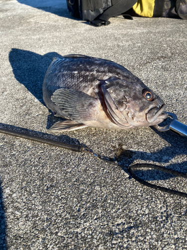 クロソイの釣果