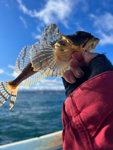 カジカの釣果