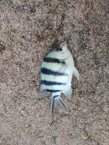 ロクセンスズメダイの釣果