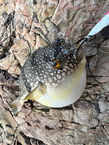 クサフグの釣果