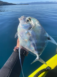 イトヒキアジの釣果