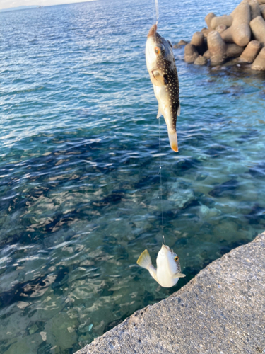 フグの釣果