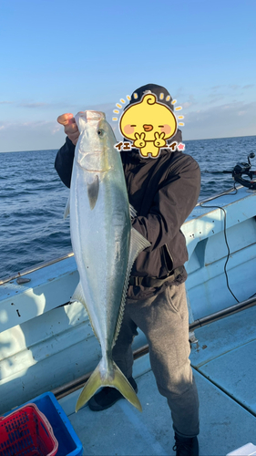 ブリの釣果