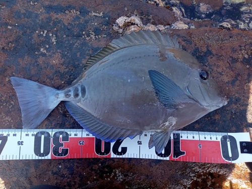 ニザダイの釣果