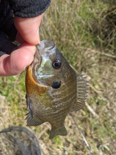 ブルーギルの釣果