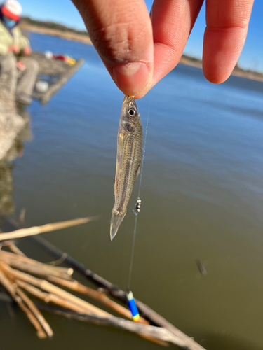 タモロコの釣果