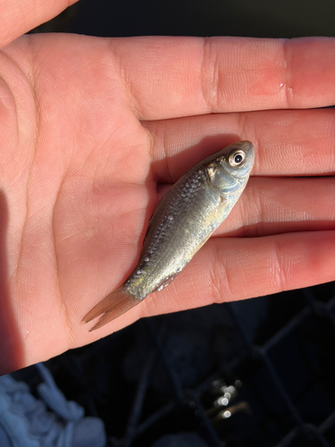 ギンブナの釣果