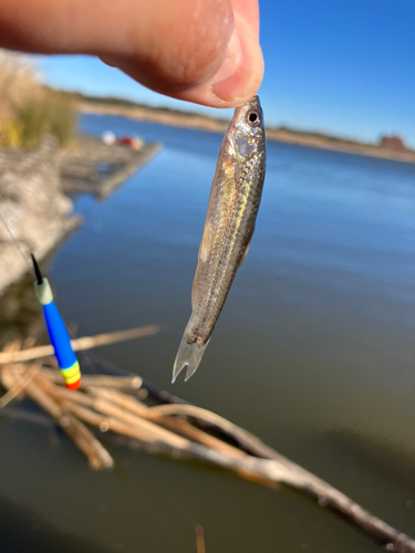 タモロコの釣果