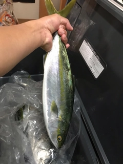 ハマチの釣果