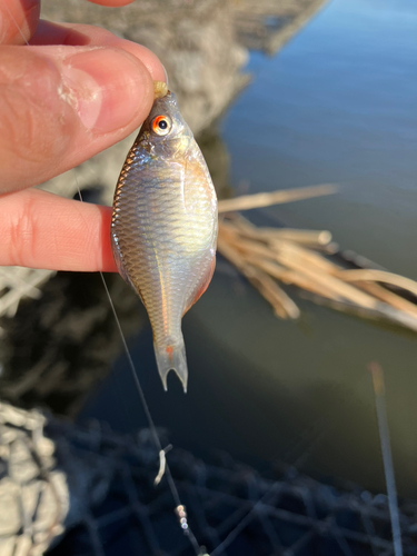 タイリクバラタナゴの釣果