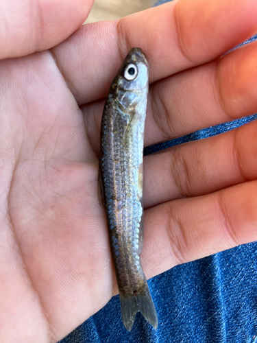 タモロコの釣果