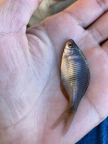 タイリクバラタナゴの釣果