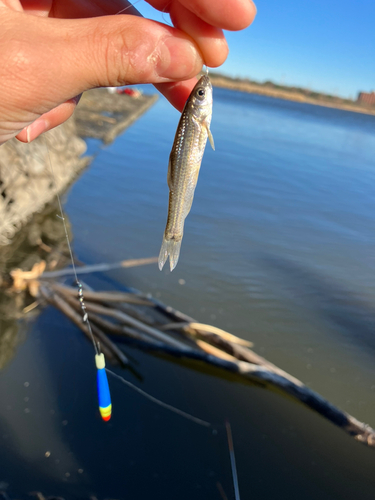 タモロコの釣果