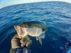 ヒラマサの釣果