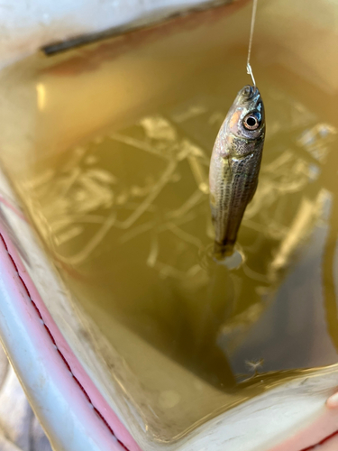 タモロコの釣果