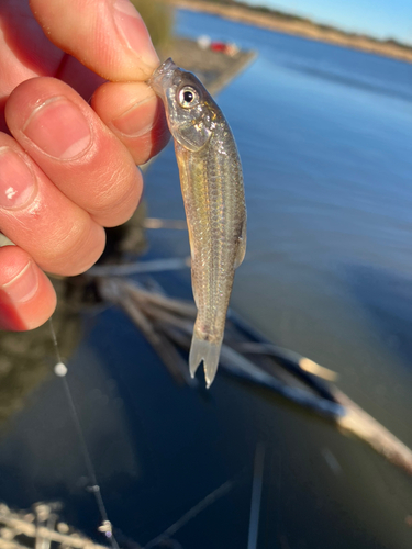 タモロコの釣果