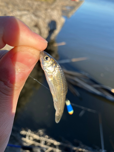 タモロコの釣果