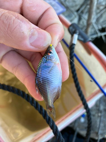 タイリクバラタナゴの釣果