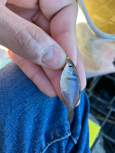 タイリクバラタナゴの釣果