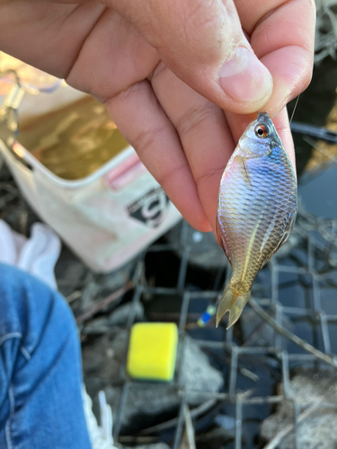 タイリクバラタナゴの釣果