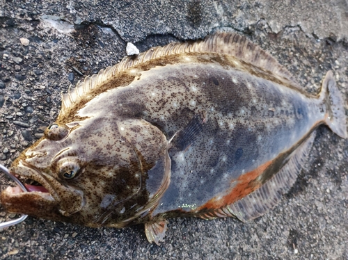 ヒラメの釣果