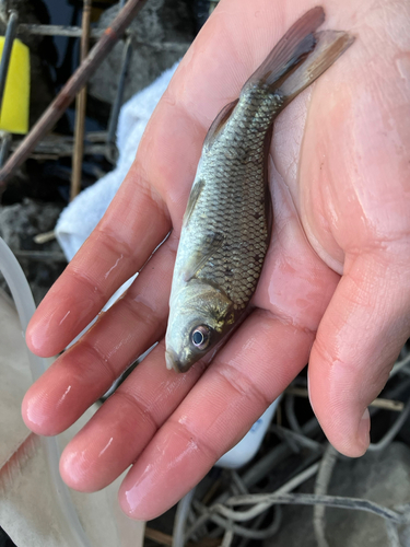 コイの釣果