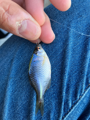 タイリクバラタナゴの釣果