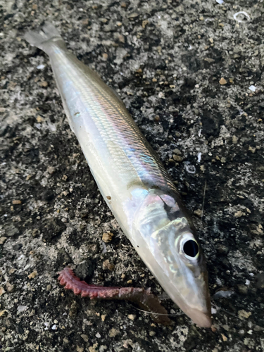 キスの釣果