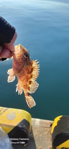 アラカブの釣果