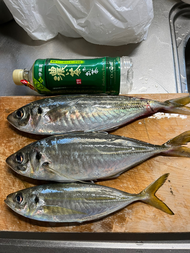 マアジの釣果