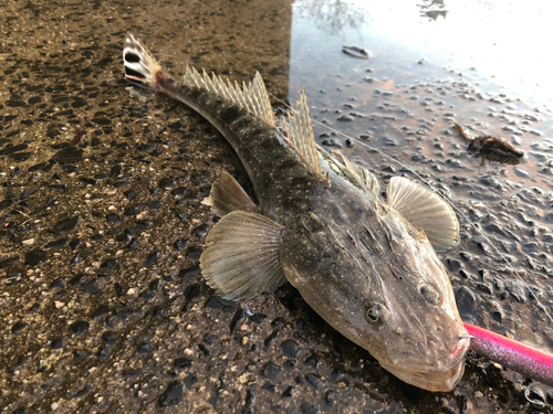 マゴチの釣果