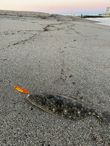 ソゲの釣果