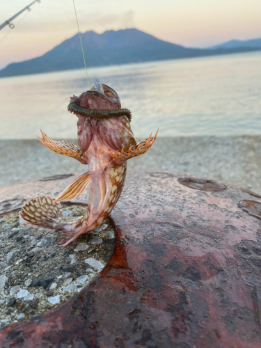 カサゴの釣果