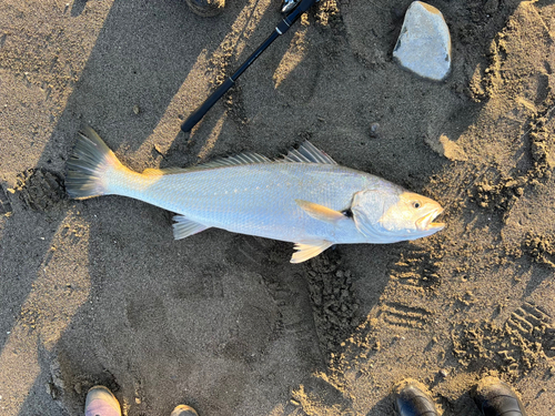 オオニベの釣果