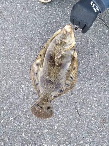 カレイの釣果