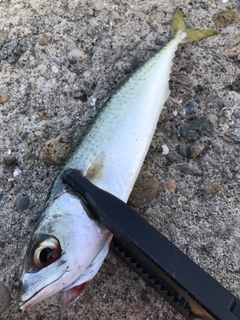 サバの釣果