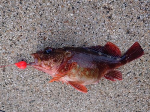 カサゴの釣果