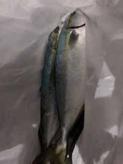 ハマチの釣果