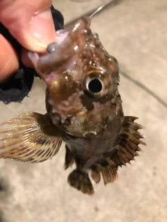 アラカブの釣果
