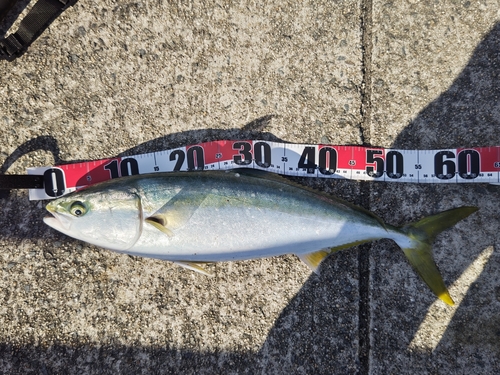 ハマチの釣果