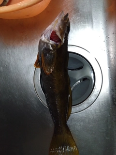アイナメの釣果