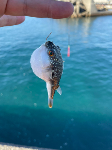 フグの釣果