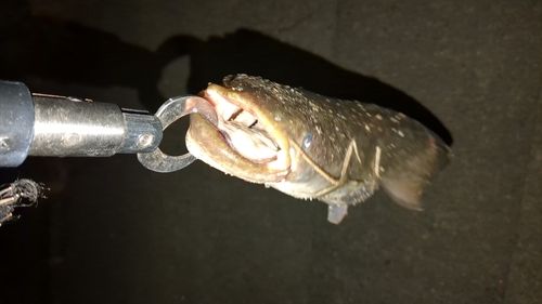 マナマズの釣果