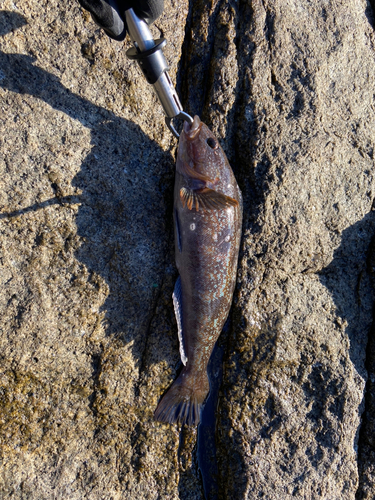 アイナメの釣果