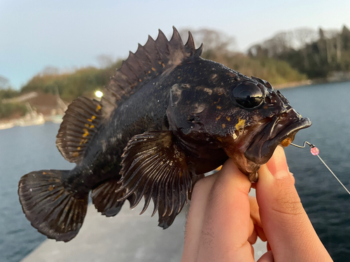 オウゴンムラソイの釣果